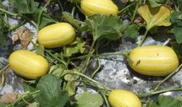 菜瓜的最新爆料,揭秘娱乐圈最新动态，明星隐私大曝光！